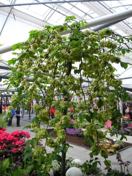 Голландия. Парк тюльпанов Кёкенхоф