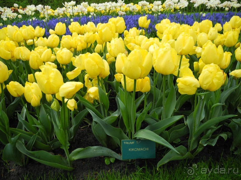 Голландия. Парк тюльпанов Кёкенхоф