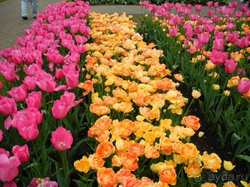 Голландия. Парк тюльпанов Кёкенхоф