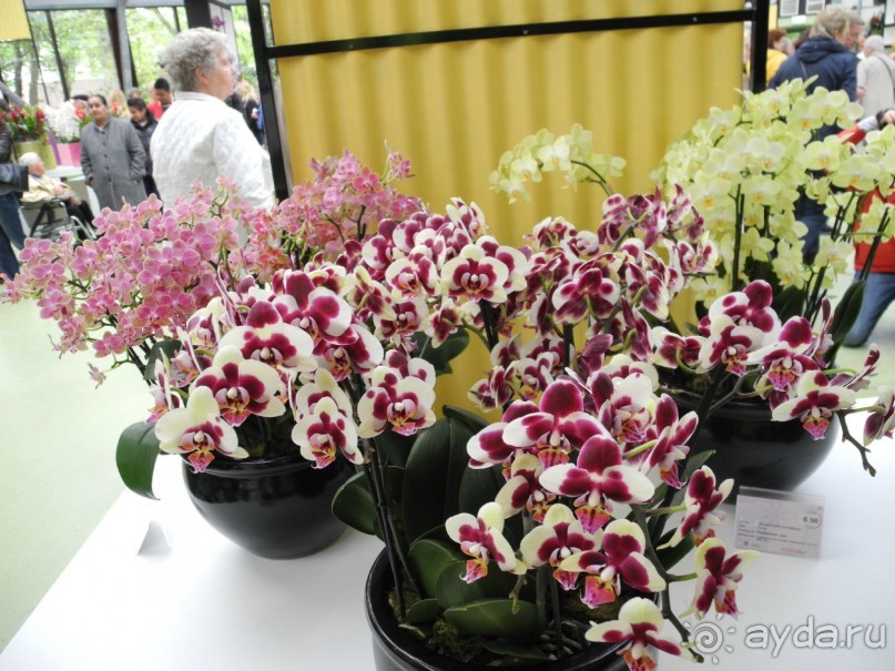 Голландия. Парк тюльпанов Кёкенхоф