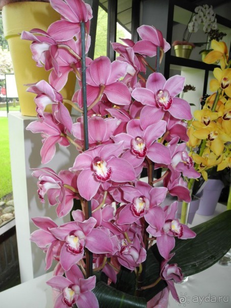 Голландия. Парк тюльпанов Кёкенхоф