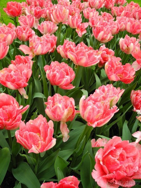 Голландия. Парк тюльпанов Кёкенхоф