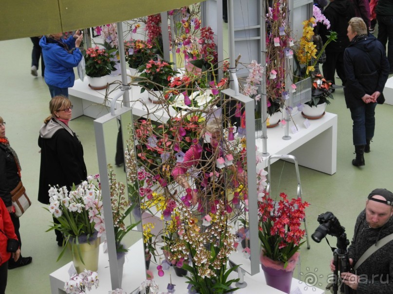 Голландия. Парк тюльпанов Кёкенхоф