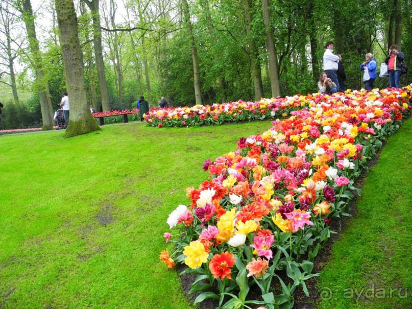 Голландия. Парк тюльпанов Кёкенхоф