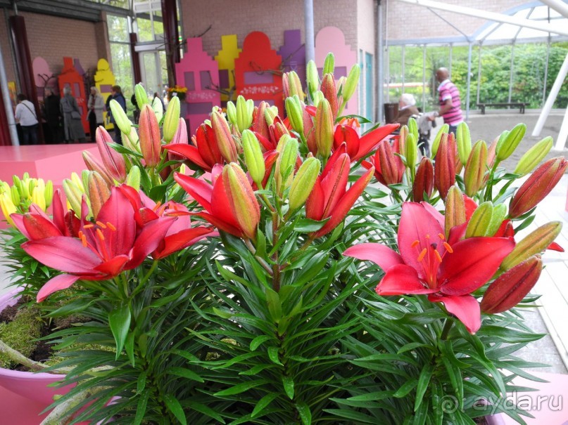 Голландия. Парк тюльпанов Кёкенхоф