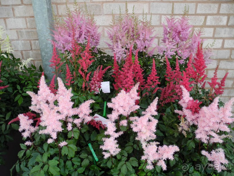 Голландия. Парк тюльпанов Кёкенхоф