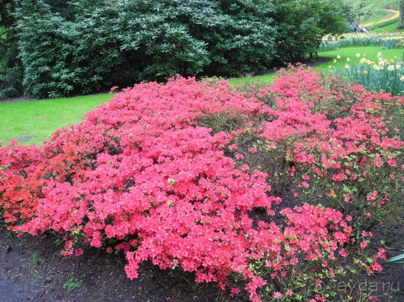 Голландия. Парк тюльпанов Кёкенхоф