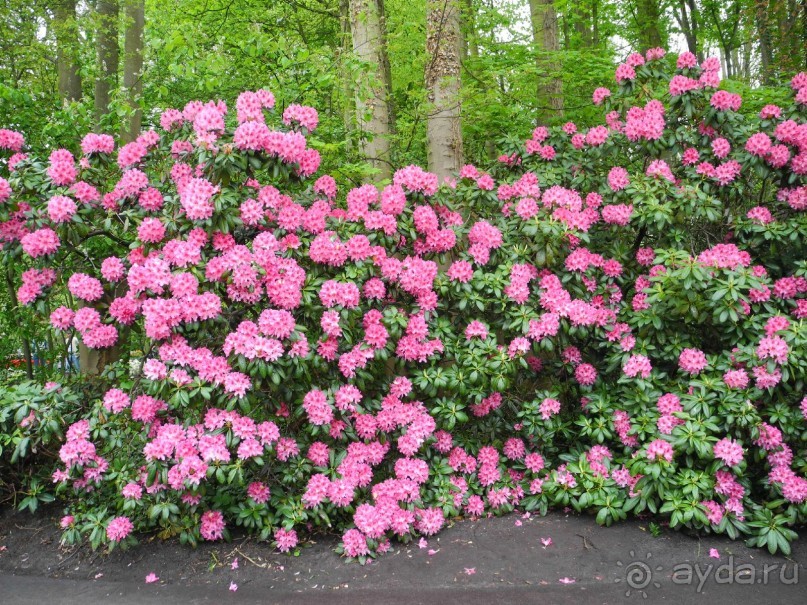 Голландия. Парк тюльпанов Кёкенхоф