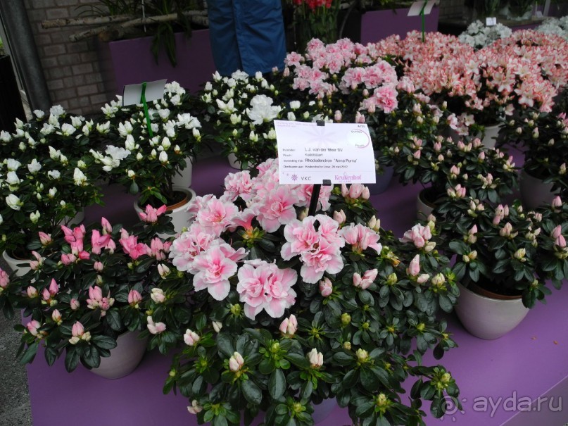 Голландия. Парк тюльпанов Кёкенхоф