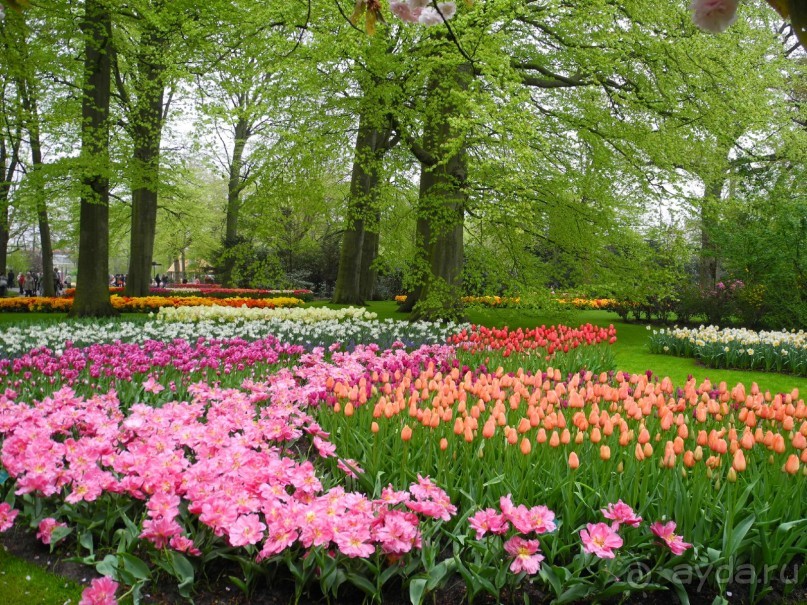 Голландия. Парк тюльпанов Кёкенхоф