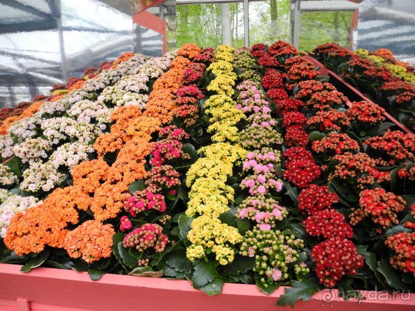 Голландия. Парк тюльпанов Кёкенхоф