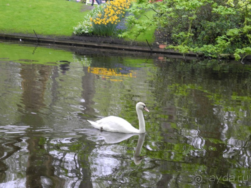 Голландия. Парк тюльпанов Кёкенхоф
