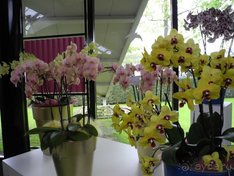 Голландия. Парк тюльпанов Кёкенхоф