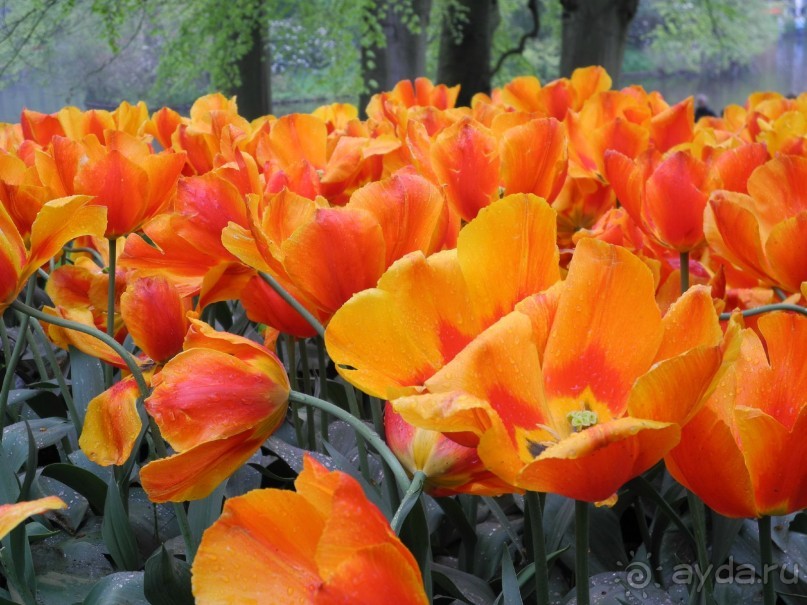 Голландия. Парк тюльпанов Кёкенхоф