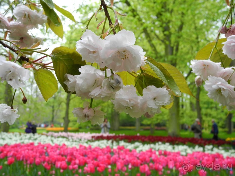 Голландия. Парк тюльпанов Кёкенхоф