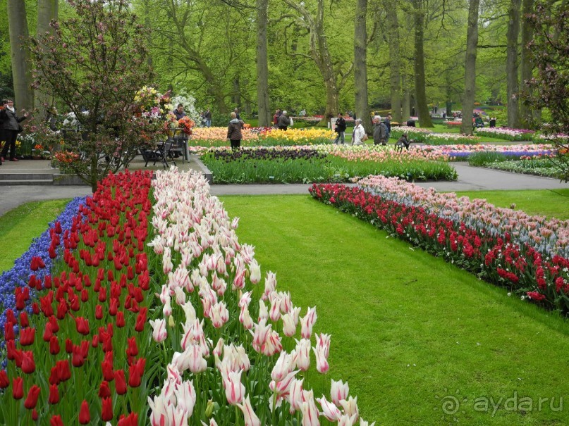 Голландия. Парк тюльпанов Кёкенхоф