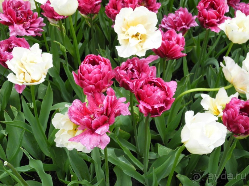 Голландия. Парк тюльпанов Кёкенхоф