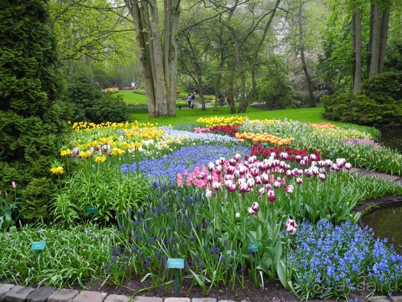 Голландия. Парк тюльпанов Кёкенхоф