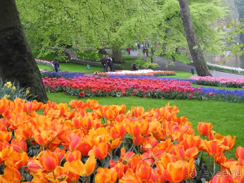 Голландия. Парк тюльпанов Кёкенхоф