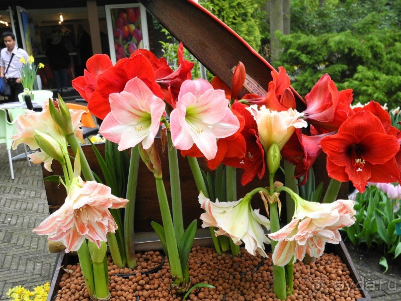 Голландия. Парк тюльпанов Кёкенхоф