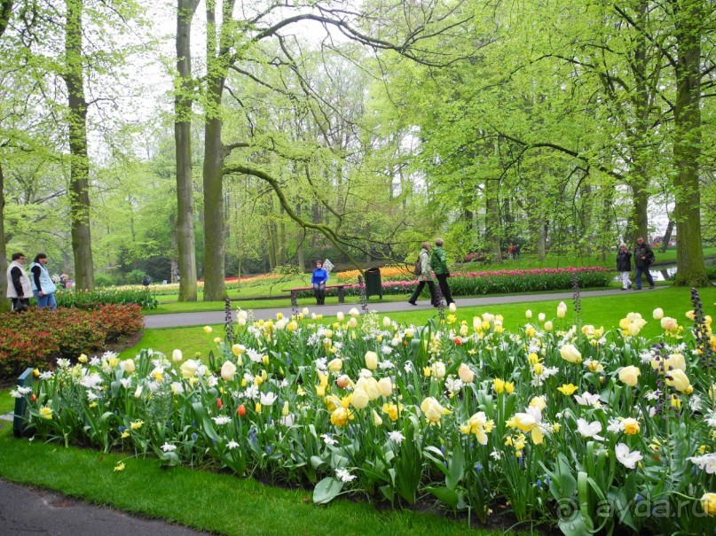 Голландия. Парк тюльпанов Кёкенхоф