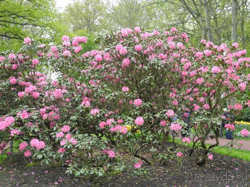 Голландия. Парк тюльпанов Кёкенхоф