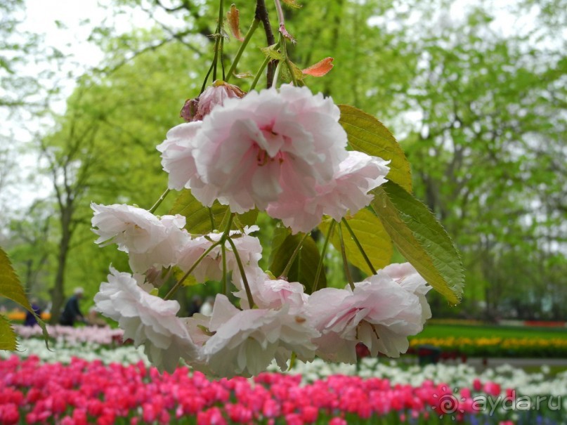 Голландия. Парк тюльпанов Кёкенхоф