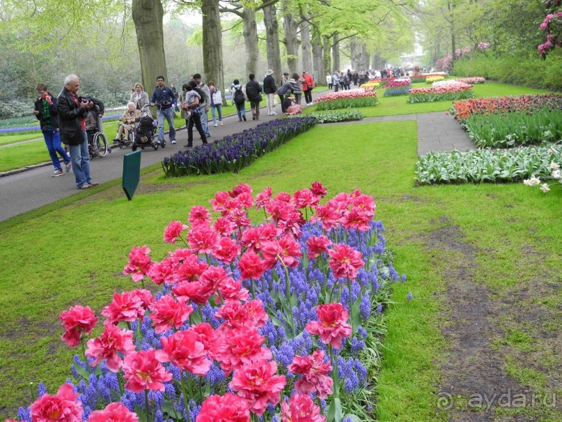 Голландия. Парк тюльпанов Кёкенхоф