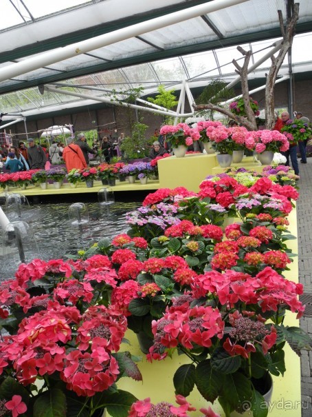 Голландия. Парк тюльпанов Кёкенхоф