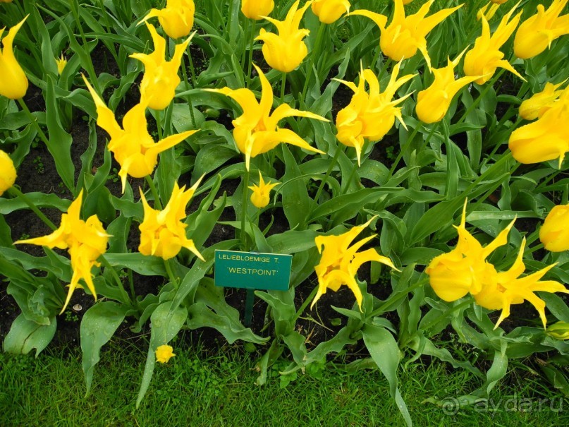 Голландия. Парк тюльпанов Кёкенхоф