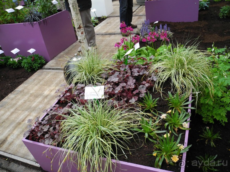 Голландия. Парк тюльпанов Кёкенхоф