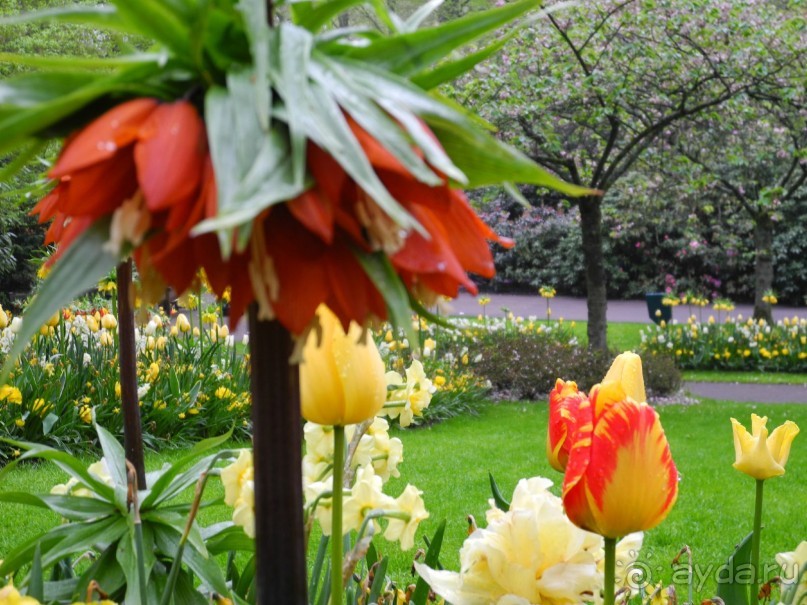 Голландия. Парк тюльпанов Кёкенхоф