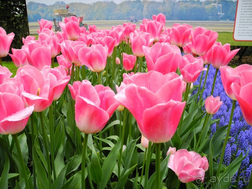 Голландия. Парк тюльпанов Кёкенхоф