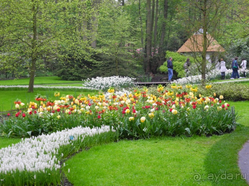 Голландия. Парк тюльпанов Кёкенхоф