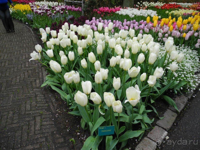 Голландия. Парк тюльпанов Кёкенхоф