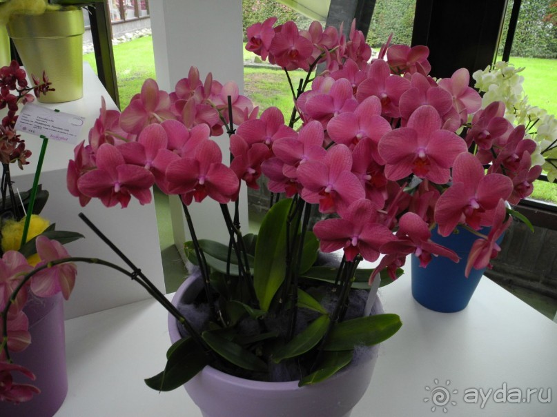 Голландия. Парк тюльпанов Кёкенхоф