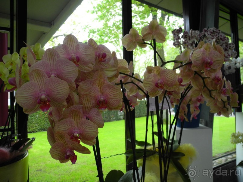 Голландия. Парк тюльпанов Кёкенхоф