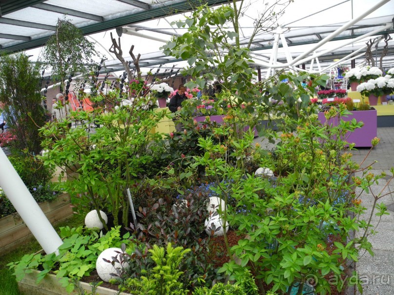 Голландия. Парк тюльпанов Кёкенхоф