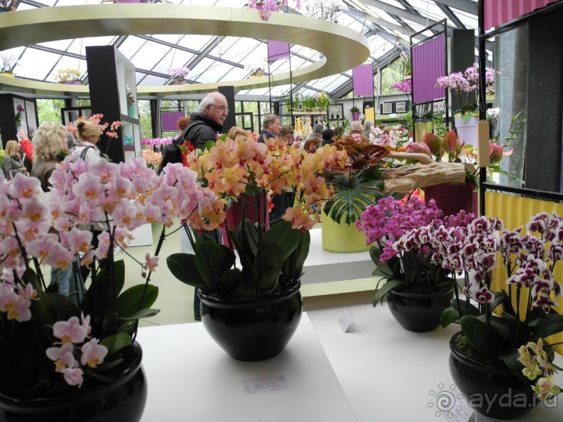 Голландия. Парк тюльпанов Кёкенхоф