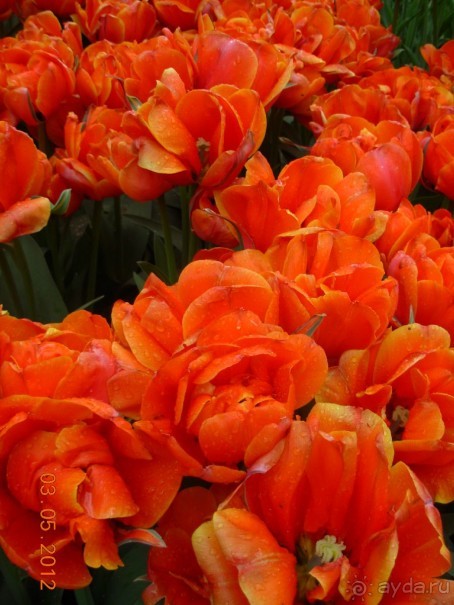 Голландия. Парк тюльпанов Кёкенхоф