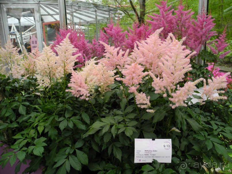 Голландия. Парк тюльпанов Кёкенхоф