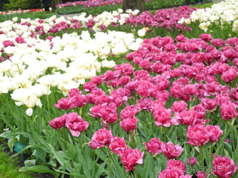 Голландия. Парк тюльпанов Кёкенхоф