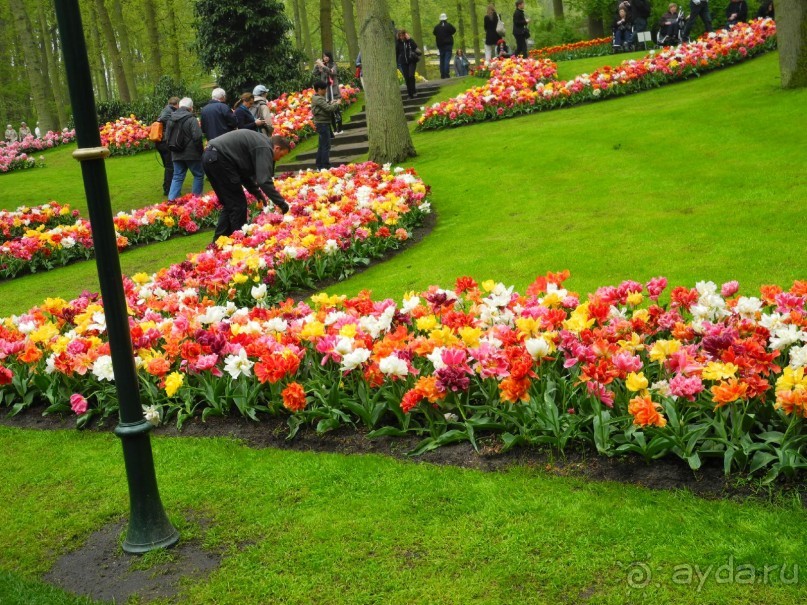 Голландия. Парк тюльпанов Кёкенхоф