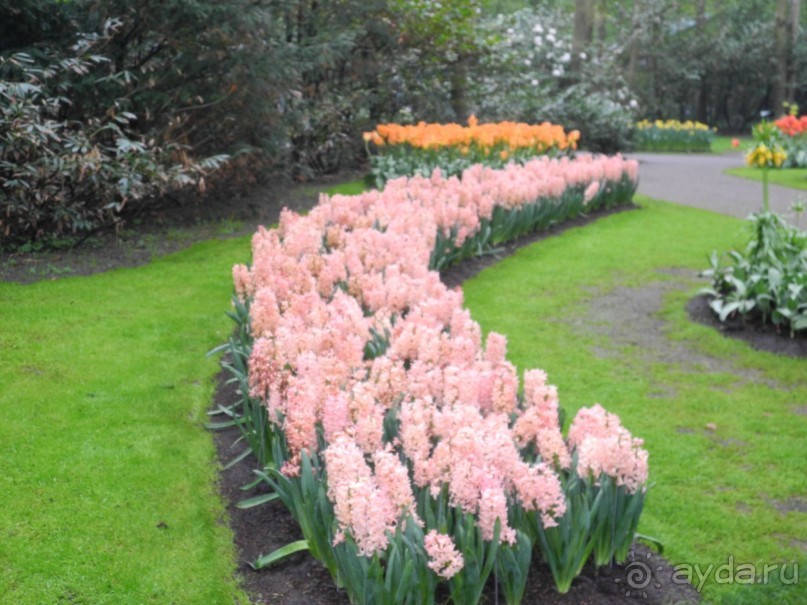 Голландия. Парк тюльпанов Кёкенхоф