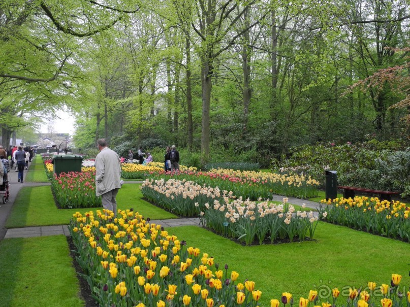 Голландия. Парк тюльпанов Кёкенхоф