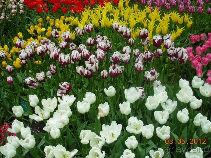 Голландия. Парк тюльпанов Кёкенхоф