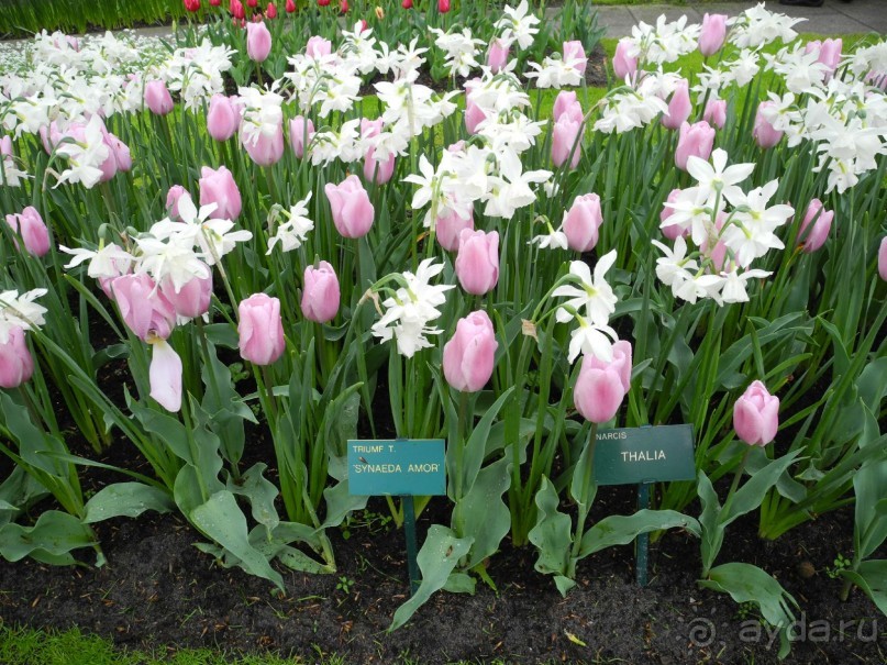 Голландия. Парк тюльпанов Кёкенхоф