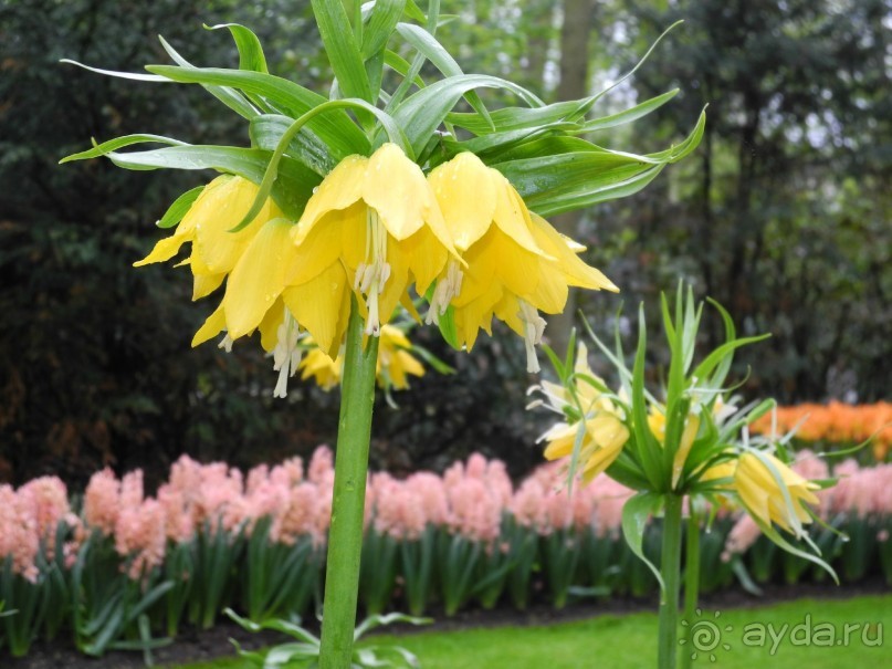 Голландия. Парк тюльпанов Кёкенхоф