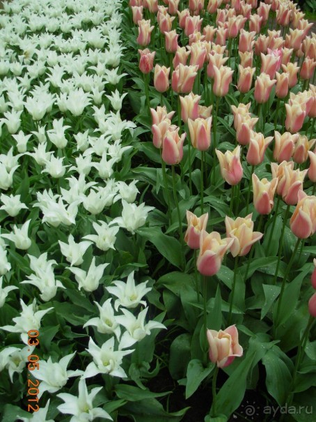 Голландия. Парк тюльпанов Кёкенхоф