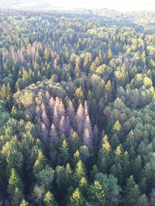 отлично видно, где поработал короед